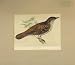 1880 Hand Coloured Print White'S Thrush Bird Nature