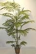 7 1/2' Tropical Areca Palm