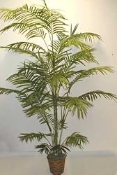 7 1/2' Tropical Areca Palm