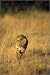 Leinwandbild 70 x 100 cm -
