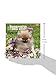 Pomeranian Puppies - 2016 Mini Wall Calendar 7 x 7in