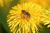 Wallmonkeys Peel and Stick Wall Decals - Bee on Dandelion - 36 Wallmonkeys Peel and Stick Wall Decals - Bee on Dandelion - 36