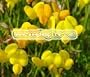 BIRDS FOOT TREFOIL Lotus Corniculatus --- 1,000 Flower Seeds