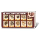 Fossil Collection - Fossils Specimen kit