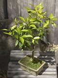 Tangerine Bonsai
