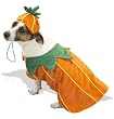Pumpkin Halloween Pet Costume, Medium, 12-17 lbs