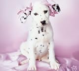 Rachael Hale Daysha Canvas Art