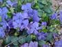 Blaues Immergr�n - Vinca minor - sch�ner Bodendecker