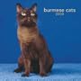 Burmese Cats 2008 Square Wall Calendar (German, French, Spanish and English Edition)