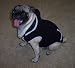 Dog-Hoodie-Sweatshirt-Jacket,-Black-Small_3.jpg
