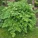 Chervil Herbal Tea