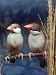 Java Sparrows, Cream (Padda Oryzivora) Animals Photographic Poster Print by Reinhard, 12x16