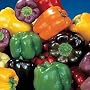 Organic Rainbow Bell Pepper 40 Seeds 240 Milligrams