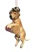 Tan Labrador Retriever With Shotgun Shell Christmas Ornament #90303-2