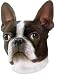 boston terrier - Boston Terrier Bumper Magnet2008