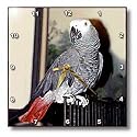 Birds - African Grey Parrot - Wall Clocks