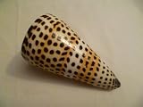 Large Conus Litteratus Seashell Letter Cone Shell