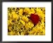 Basket of Marigold Flowers, Coimbatore, Tamil Nadu, India Botanical Framed Photographic Poster Print by Daniel Boag, 22x18