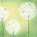 Pusteblumen II - Mannheims Art Print Poster 12 x 12