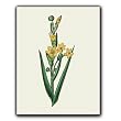 Botanical Print - Gift Enclosure Cards (set of 12)