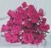 84 Silk Rose Flowers w/Raindrops - Wedding Flowers - Bridal/Floral - Hot Pink (OVERSTOCK CLEARANCE)