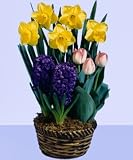 Ready to Grow Mixed Assortment in Basket