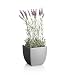 (03936474) Artificial Lavenders in Pot in Household & Kitchen