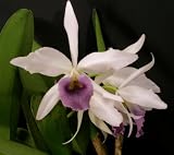 Lc C G Roebling 'Sentinel' HCC/AOS (orchid plant)