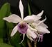 Lc C G Roebling 'Sentinel' HCC/AOS (orchid plant)