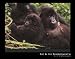 Mountain Gorilla - Artist: Gerry Ellis - Art Print Poster Size: 28.00 by 22.00 inches
