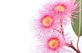 Australian Pink Eucalypt Blossoms - 60