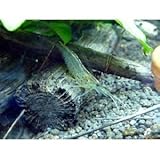 ���i�̏ڍ�