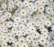 Send Fresh Cut Flowers - 500 White Daisies Wholesale
