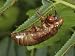 Periodical Cicada Nymph Exoskeleton Attached to a Leaf Photographic Poster Print