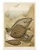 Group of Mixed Flat Fish: Halibut Turbot Flounder Plaice and Sole Animals Giclee Post...