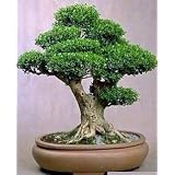 English Boxwood 20 Seeds/Seed - Buxus sempervirens