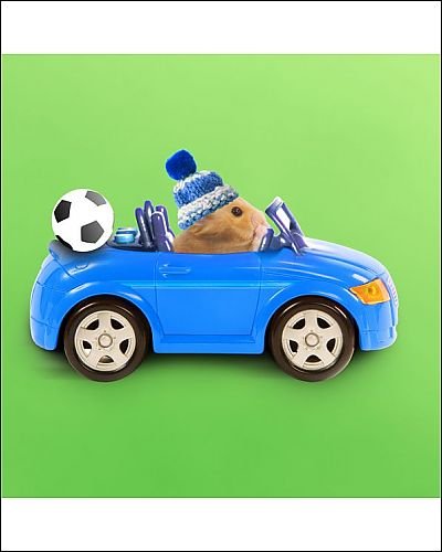 Photographic Prints Of La-3728-m4 Hamster Driving Miniature Sports Convertible Car From Ardea Picture