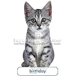 Gator Grey Kitten Birthday Card Paper House Productions