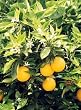 Dwarf Campbell Valencia Orange Tree Five Gallon Bush Form by Monrovia Growers