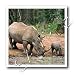 Wild animals - Black Rhino, Rhinoceros - Iron on Heat Transfers