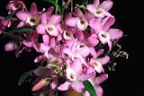 Dendrobium Super Ise White Center x Dendrobium Ise Colorful