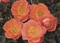 Amber Sunblaze (Rosa Miniature) - Bare Root Rose