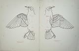 1910 Topography Of A Bird Dorsal Ventral Aspect Plate