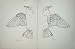 1910 Topography Of A Bird Dorsal Ventral Aspect Plate