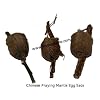 Set of 3 Praying Mantis Egg Cases