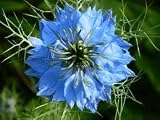 Blue Nigella Love in a Mist Flower Seeds 400+ By Hinterland Trading