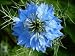 Blue Nigella Love in a Mist Flower Seeds 400+ By Hinterland Trading