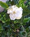 Corsage Gardenia Plant 10 Seeds
