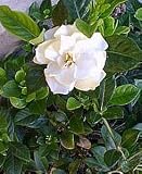 Corsage Gardenia Plant 10 Seed-Gardenia thunbergi
