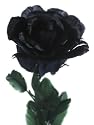 Black Rose Made of Feathers